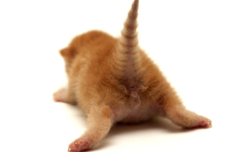 猫の「ω」の画像ください!