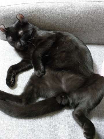 猫の「ω」の画像ください!