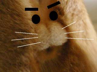 猫の「ω」の画像ください!