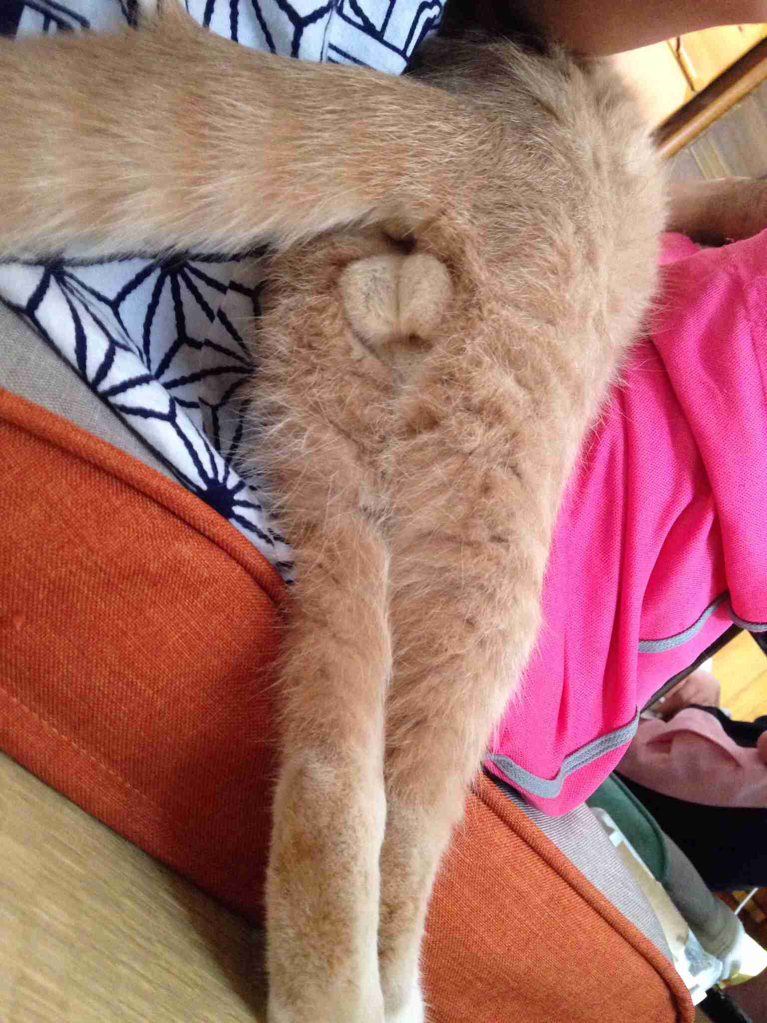 猫の「ω」の画像ください!