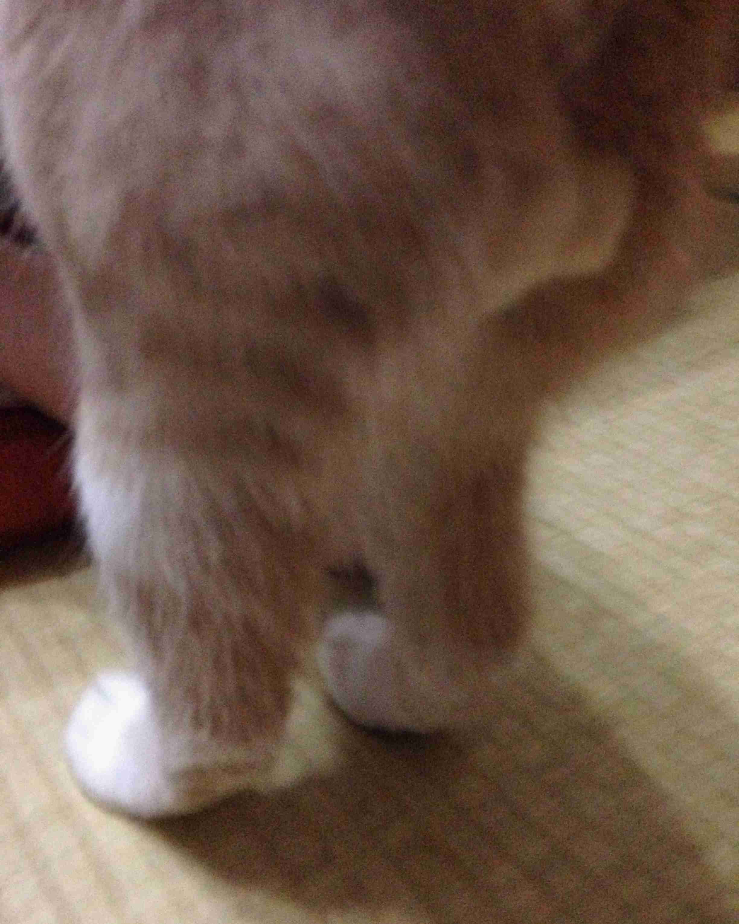 猫の「ω」の画像ください!