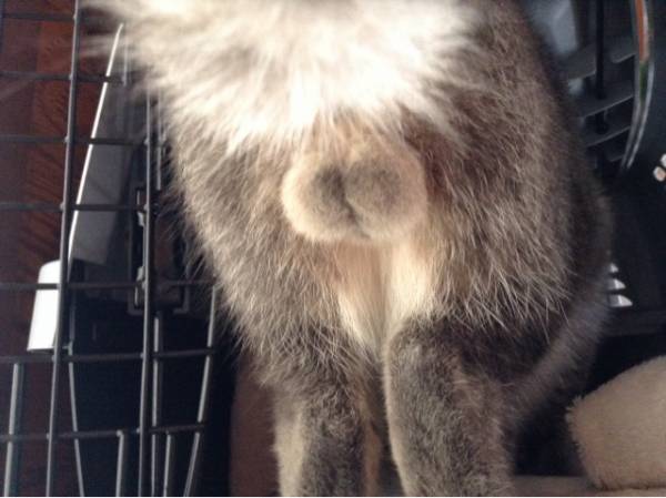 猫の「ω」の画像ください!