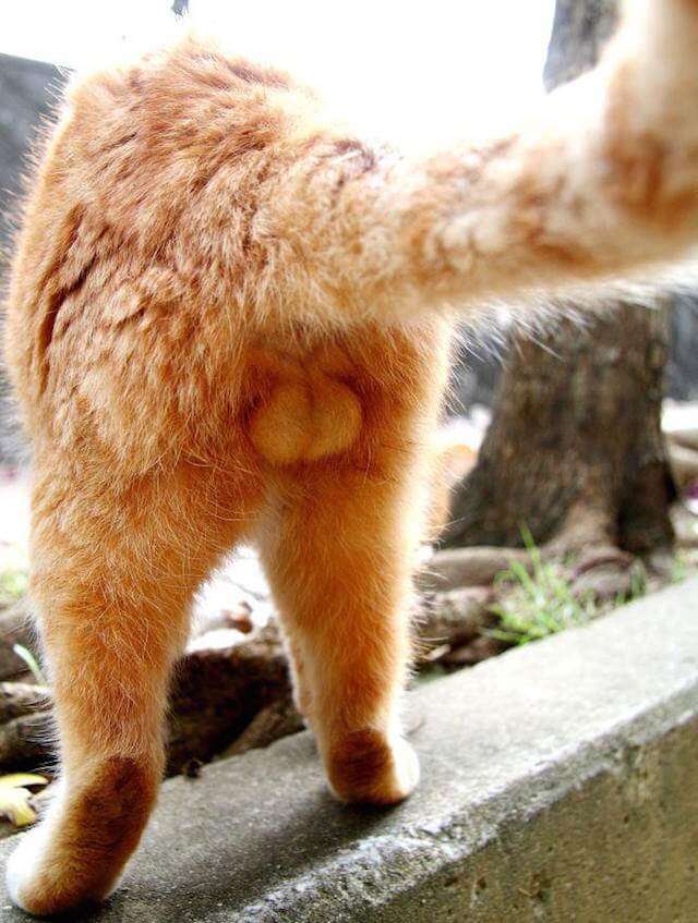 猫の「ω」の画像ください!