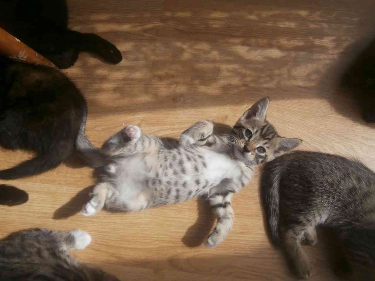 猫の「ω」の画像ください!