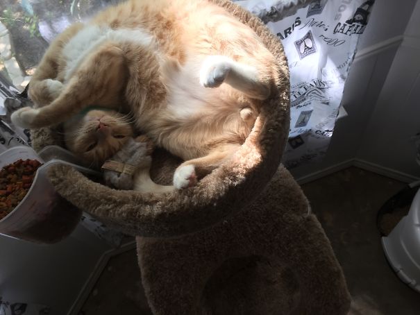 猫の「ω」の画像ください!
