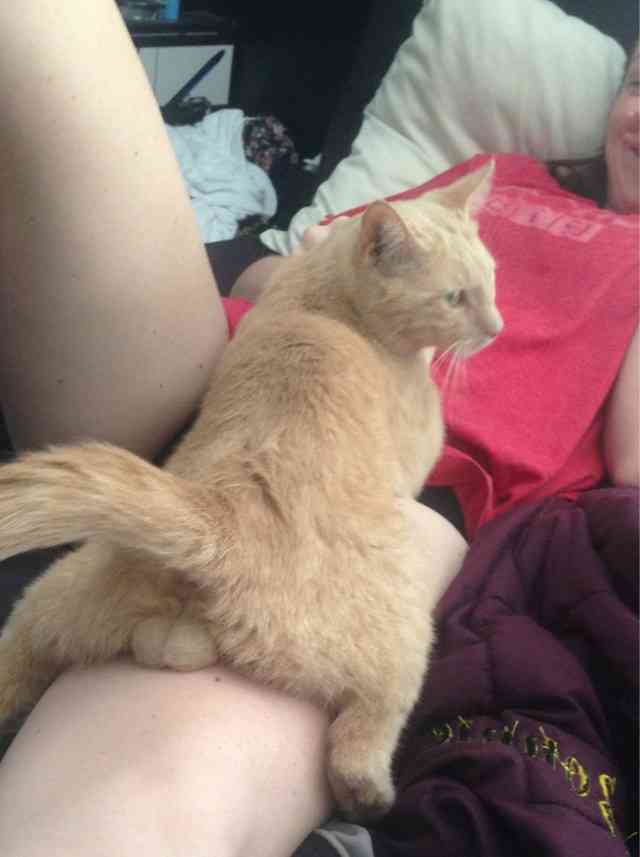 猫の「ω」の画像ください!