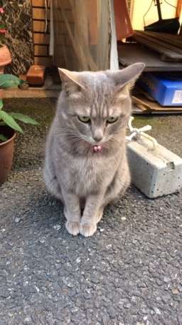 猫の「ω」の画像ください!