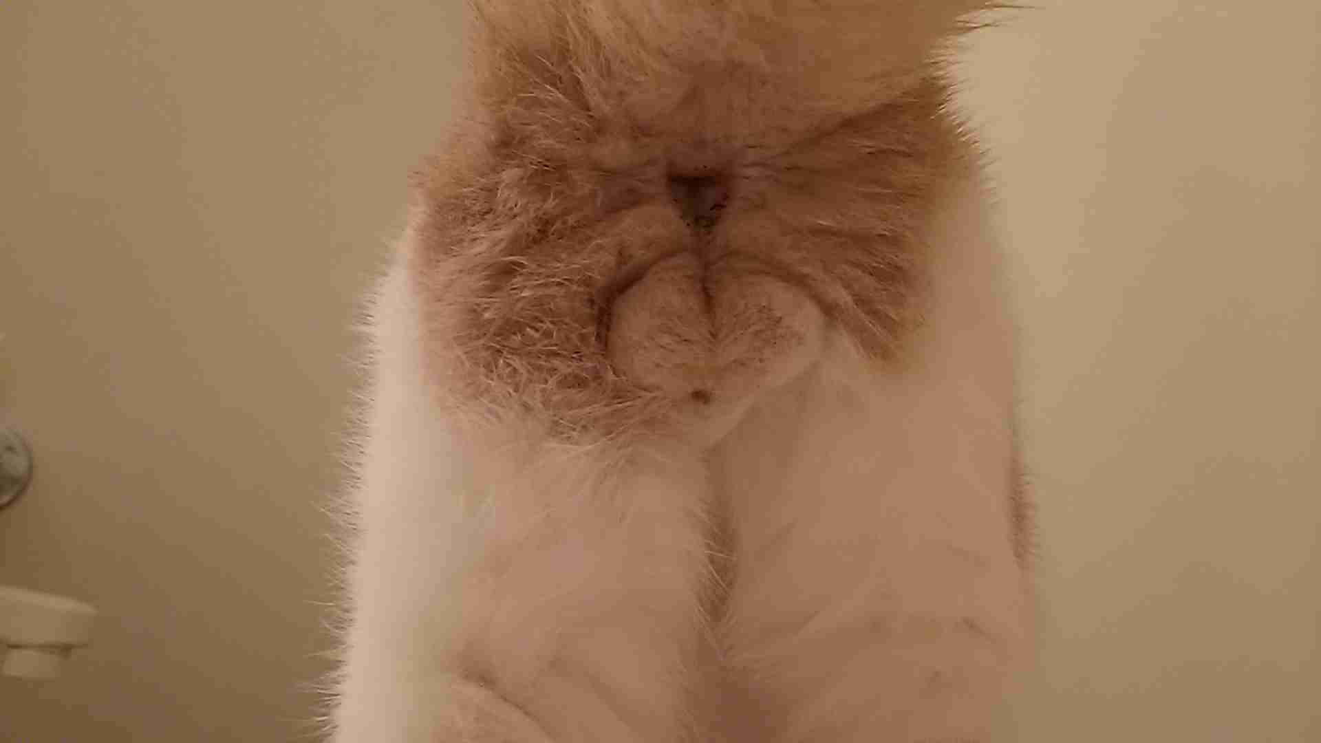 猫の「ω」の画像ください!