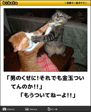 猫の「ω」の画像ください!