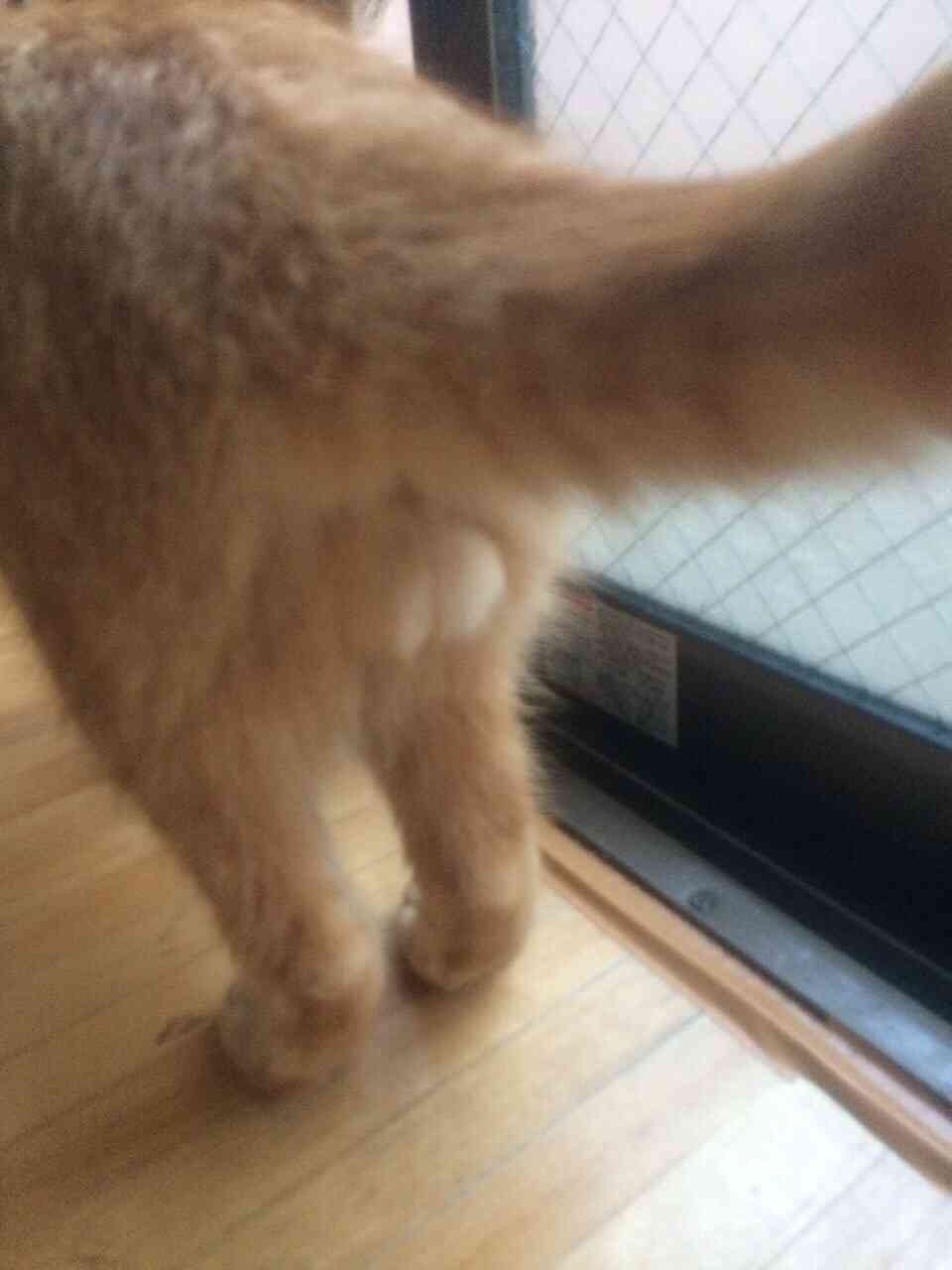 猫の「ω」の画像ください!