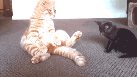 猫の「ω」の画像ください!