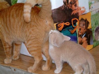 猫の「ω」の画像ください!