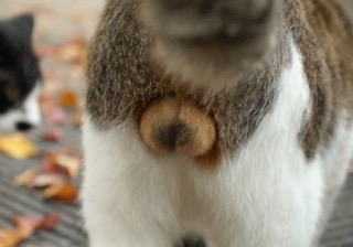 猫の「ω」の画像ください!