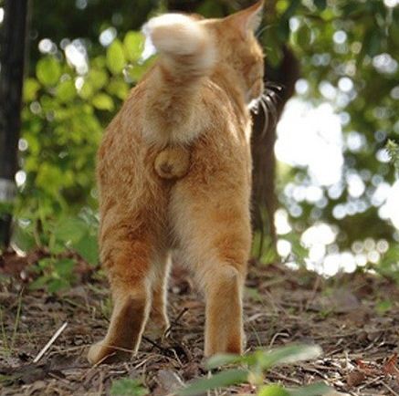 猫の「ω」の画像ください!