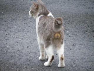 猫の「ω」の画像ください!