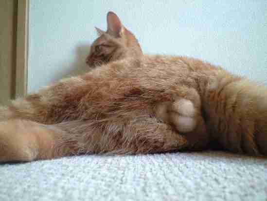 猫の「ω」の画像ください!