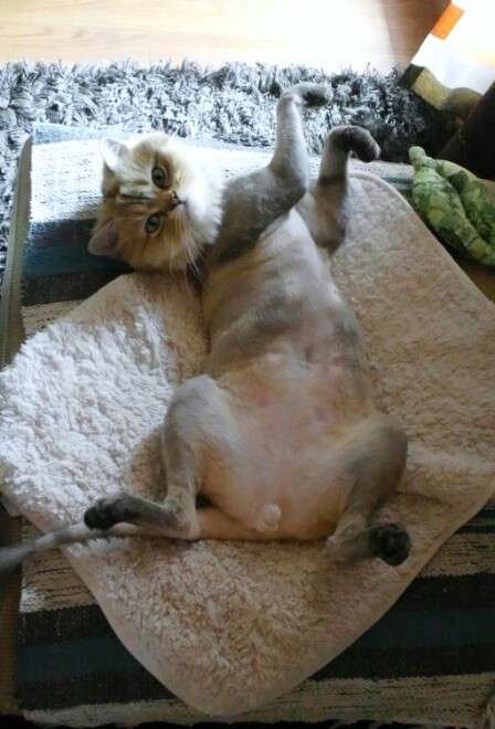 猫の「ω」の画像ください!
