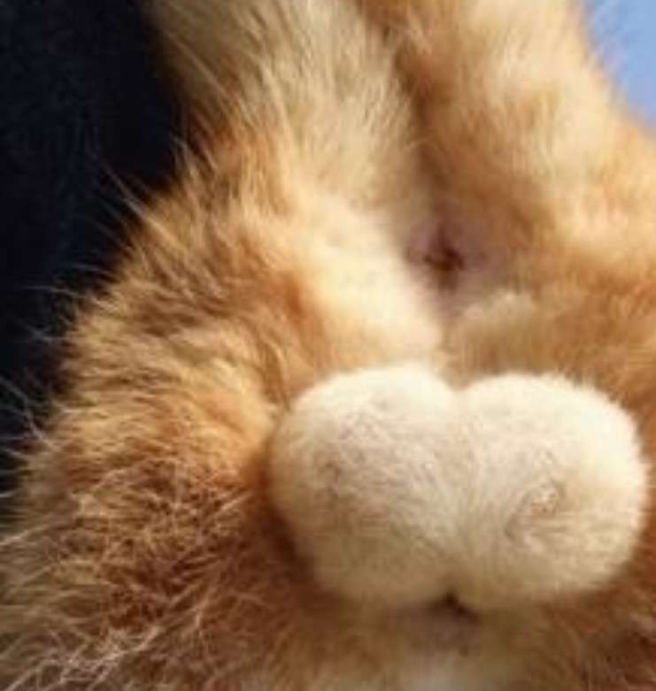 猫の「ω」の画像ください!