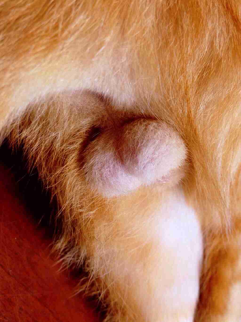 猫の「ω」の画像ください!