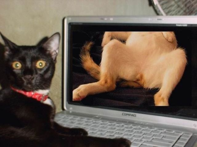 猫の「ω」の画像ください!