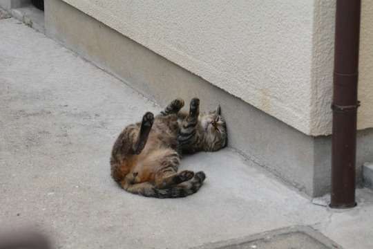 猫の「ω」の画像ください!