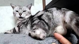 猫の「ω」の画像ください!