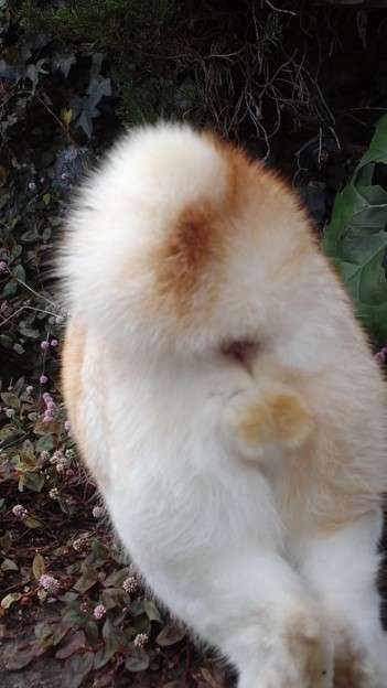 猫の「ω」の画像ください!