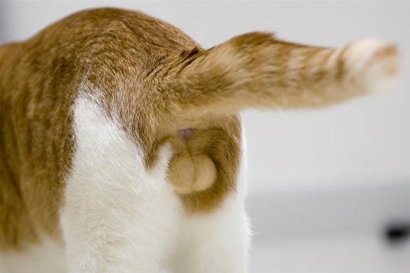 猫の「ω」の画像ください!