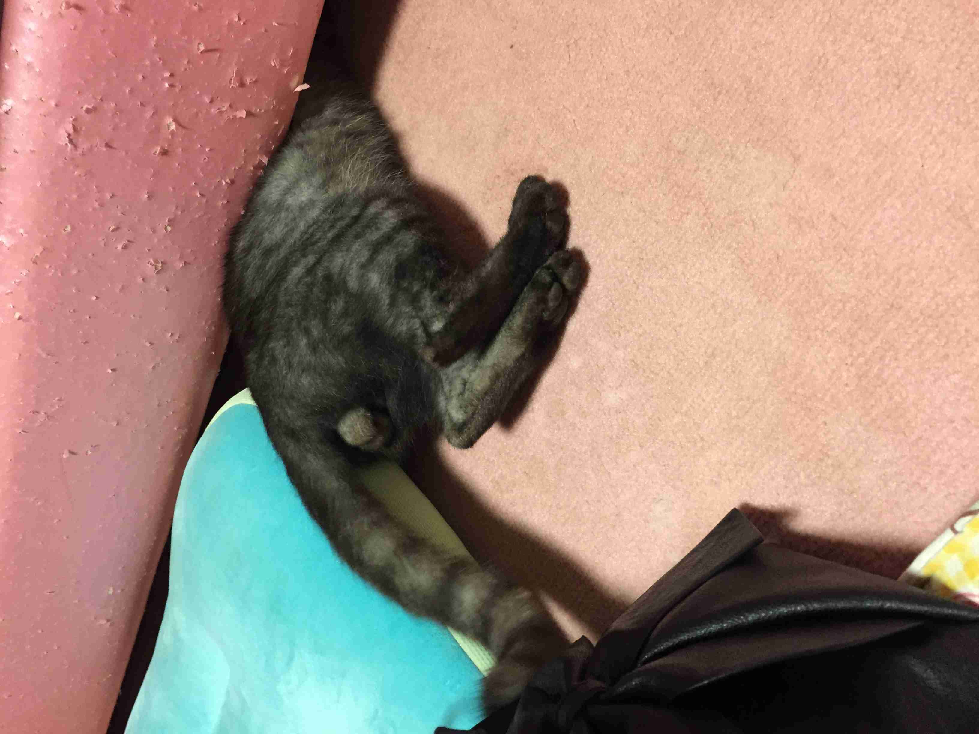猫の「ω」の画像ください!