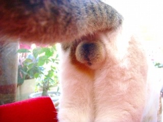 猫の「ω」の画像ください!