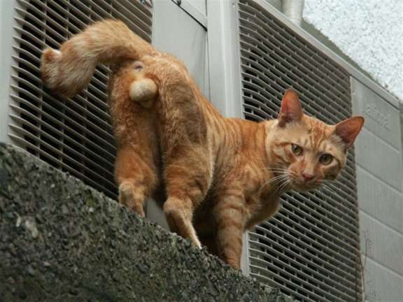 猫の「ω」の画像ください!