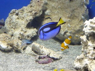 お薦めのパニック映画は？