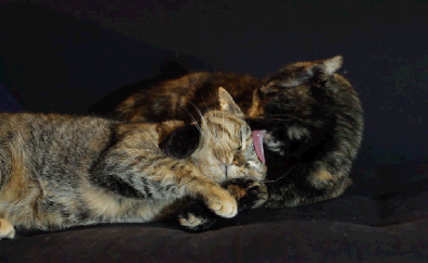 なんとなく疲れてる人がまったり回復するトピ