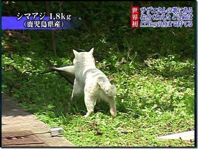 【バラエティー】画像から番組名が分かったらプラスを押すトピ