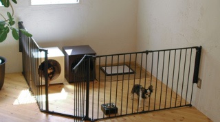 子犬のトイレトレーニング