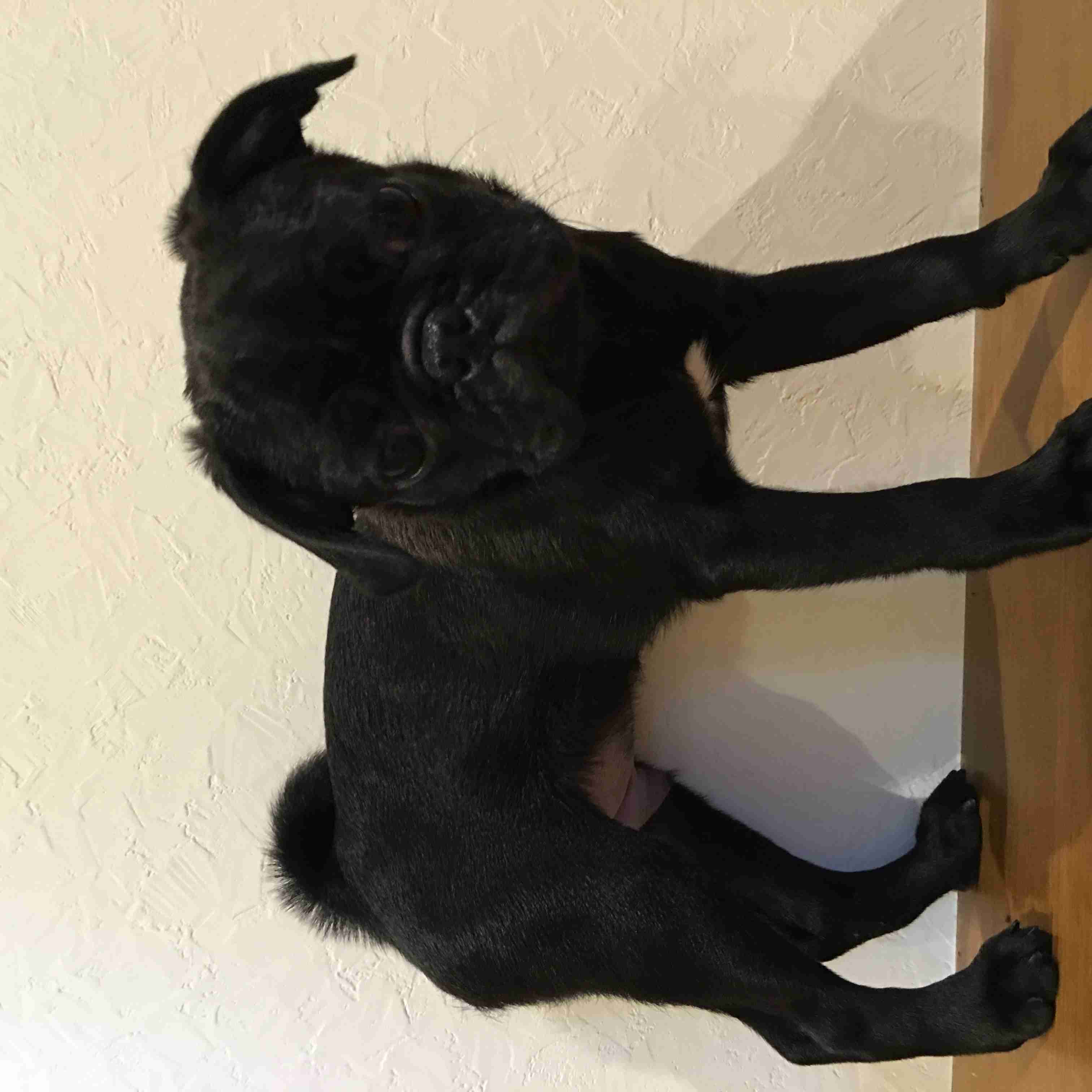 子犬のトイレトレーニング
