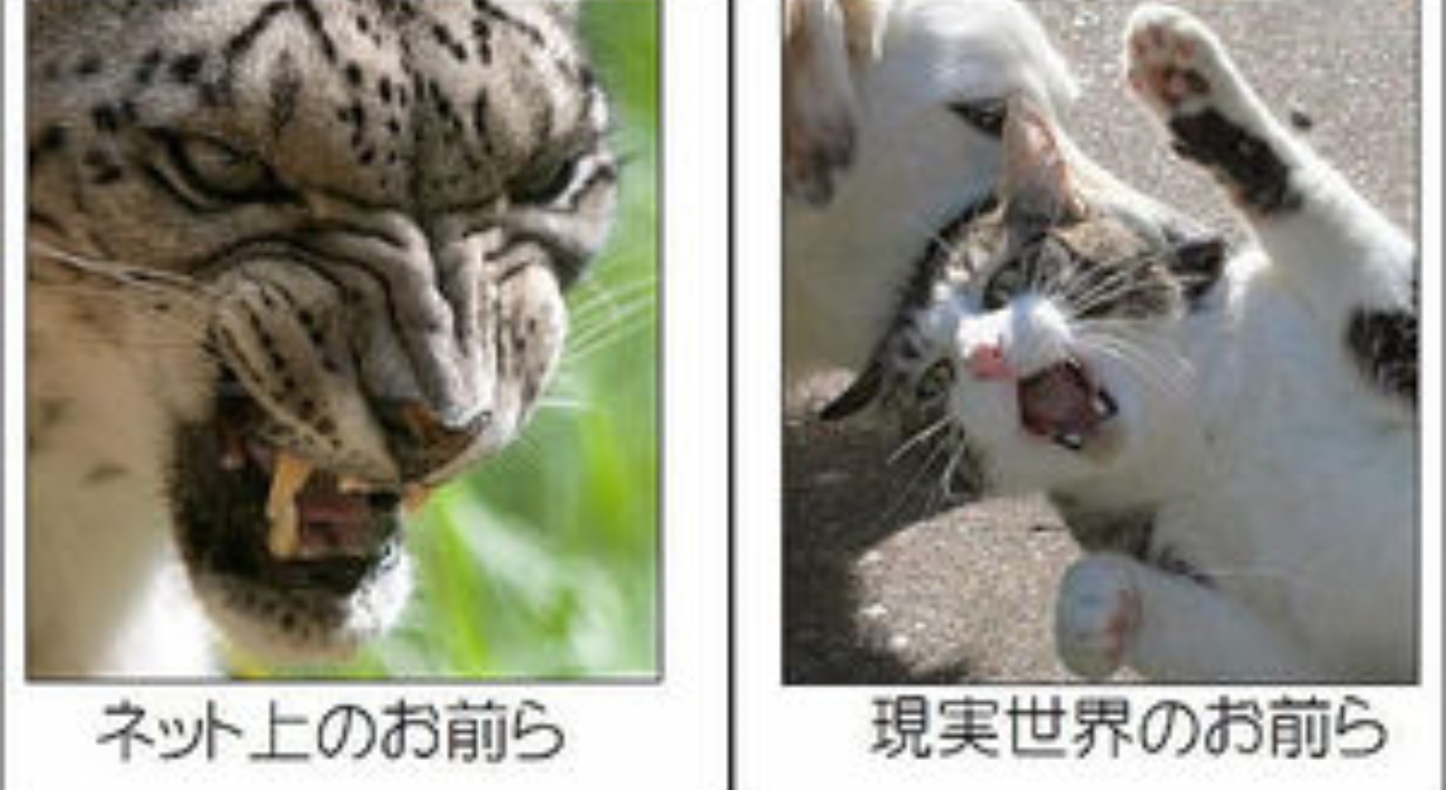 ガルちゃんを一言で表すなら