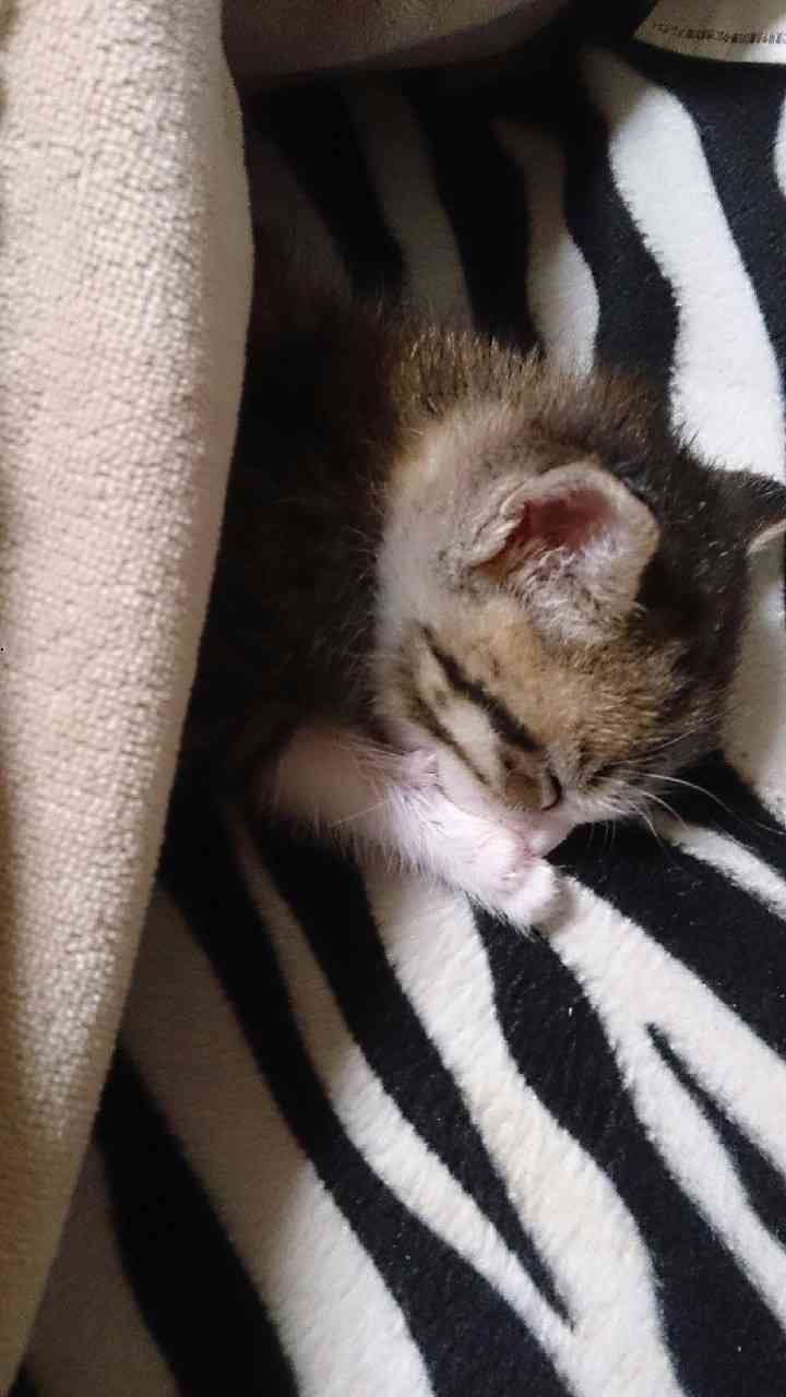 猫あるある画像