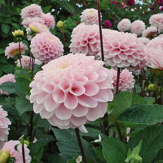 お花で癒されたい!のトピ