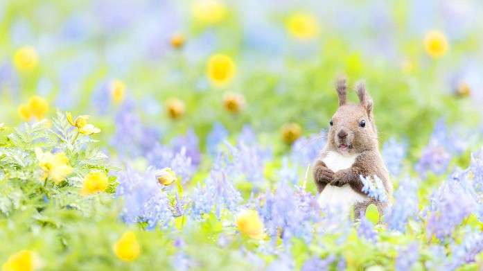 お花で癒されたい!のトピ