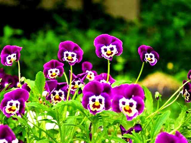お花で癒されたい!のトピ