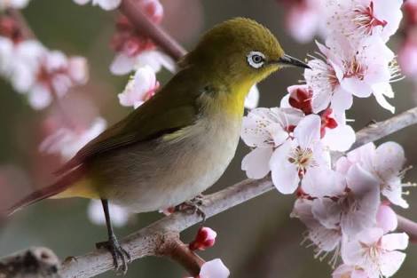 お花で癒されたい!のトピ
