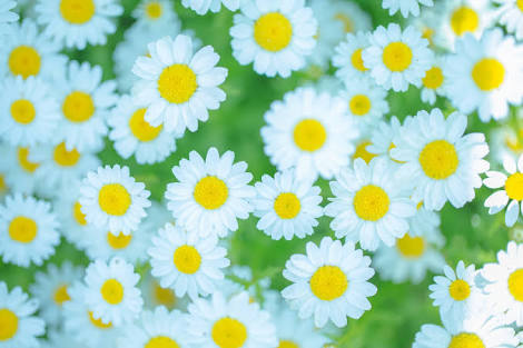 お花で癒されたい!のトピ