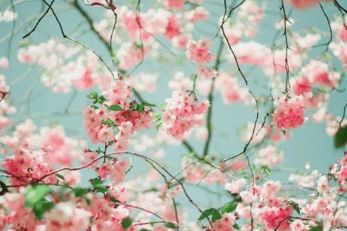 お花で癒されたい!のトピ