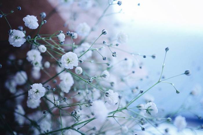 お花で癒されたい!のトピ