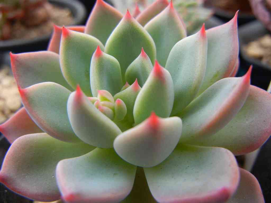 お花で癒されたい!のトピ