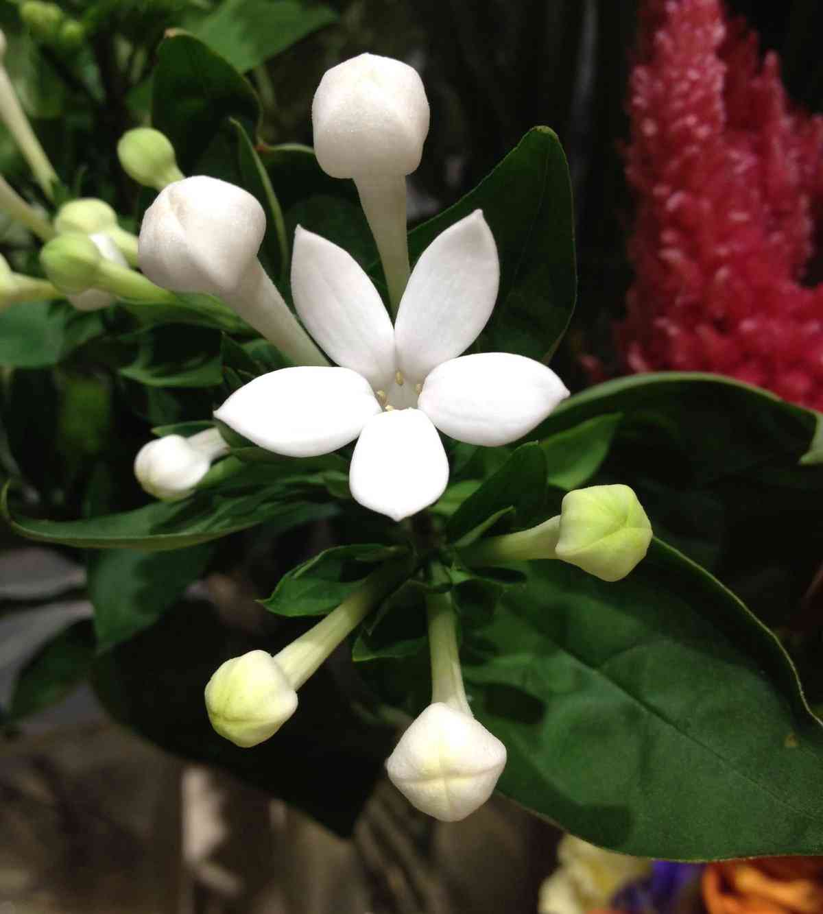 お花で癒されたい!のトピ