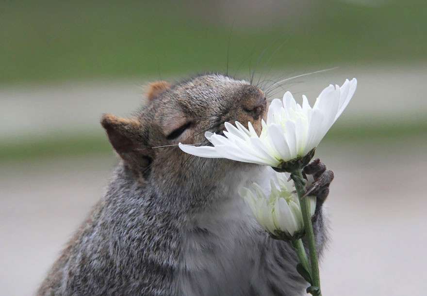お花で癒されたい!のトピ