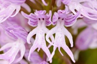 お花で癒されたい!のトピ