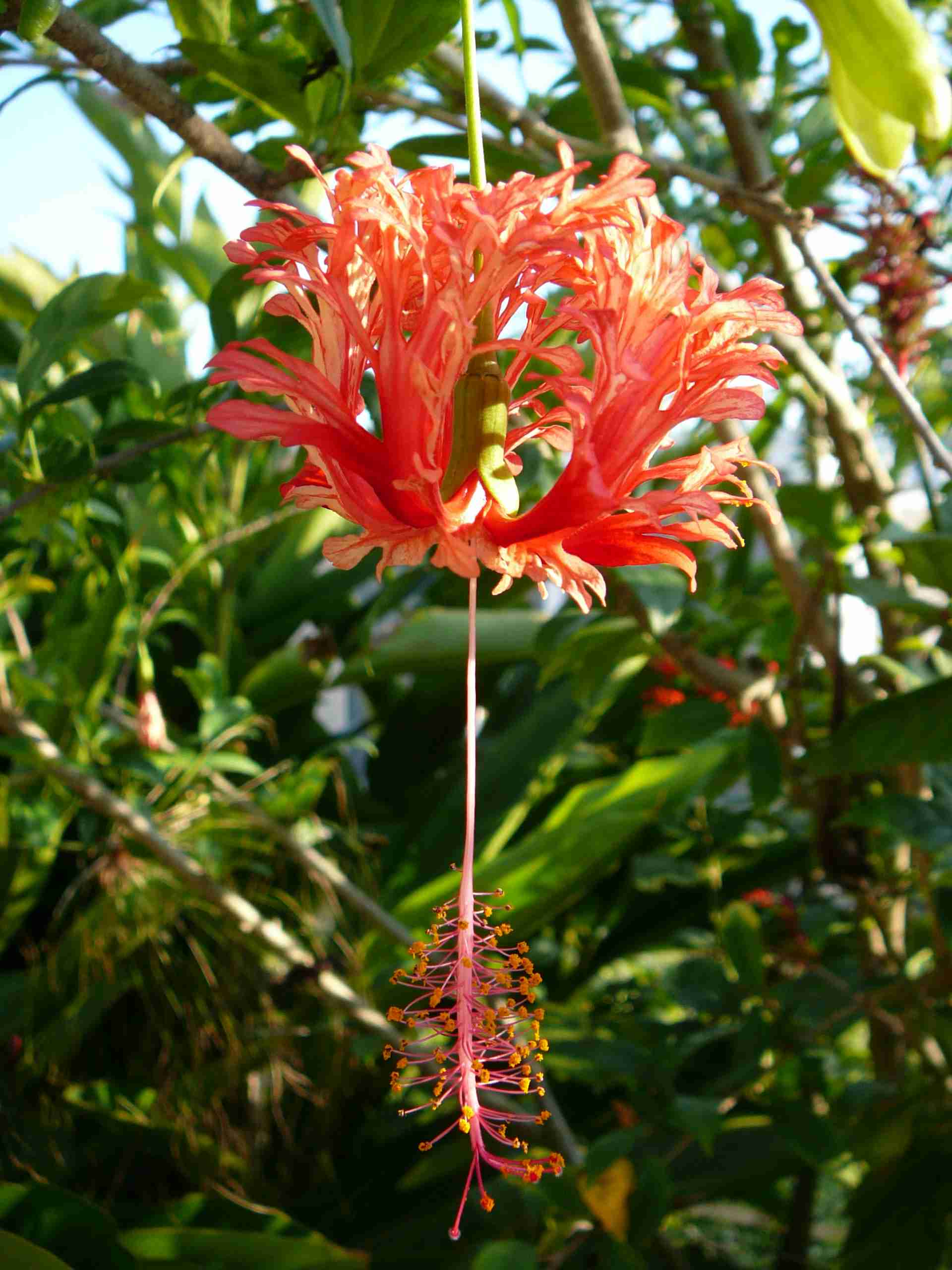 お花で癒されたい!のトピ